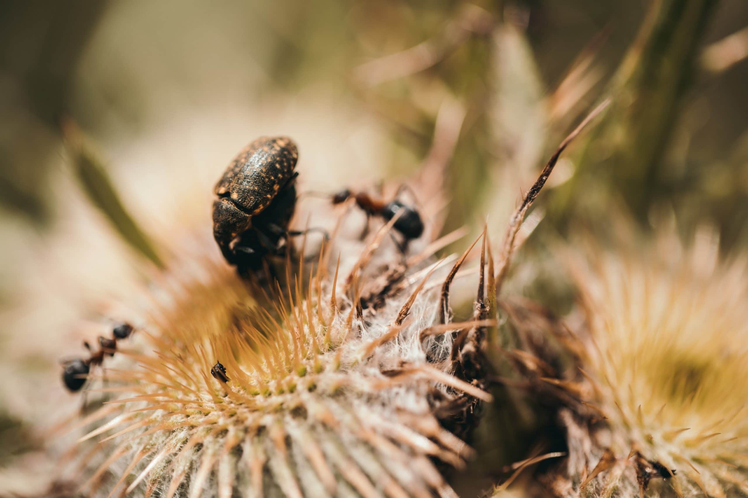 identify bugs that look like ticks but aren’t